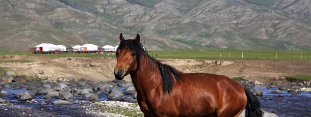 Petit guide de conversation Franco-Mongol pour votre séjour en Mongolie