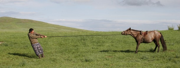 La course des chevaux lors du Naadam