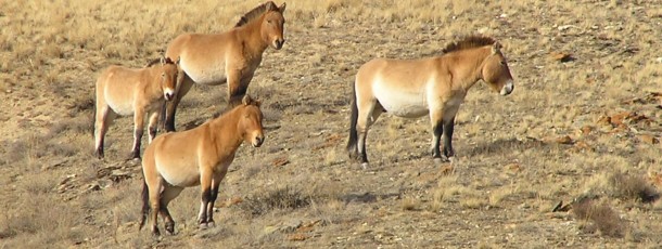 La réserve de Khustain Nuruu, cheval de Prjevalski (« Takhi »)