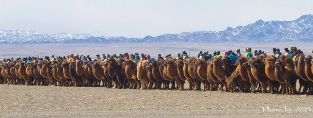 Des chameliers mongols ont battu le record du monde de la plus grande course de chameaux