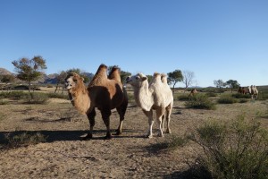 Les fameux chameaux de Bactriane