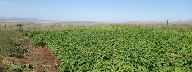 Un potager pour les familles nomades – étape 3