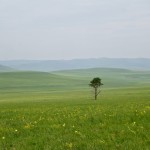 khentii steppe arbre