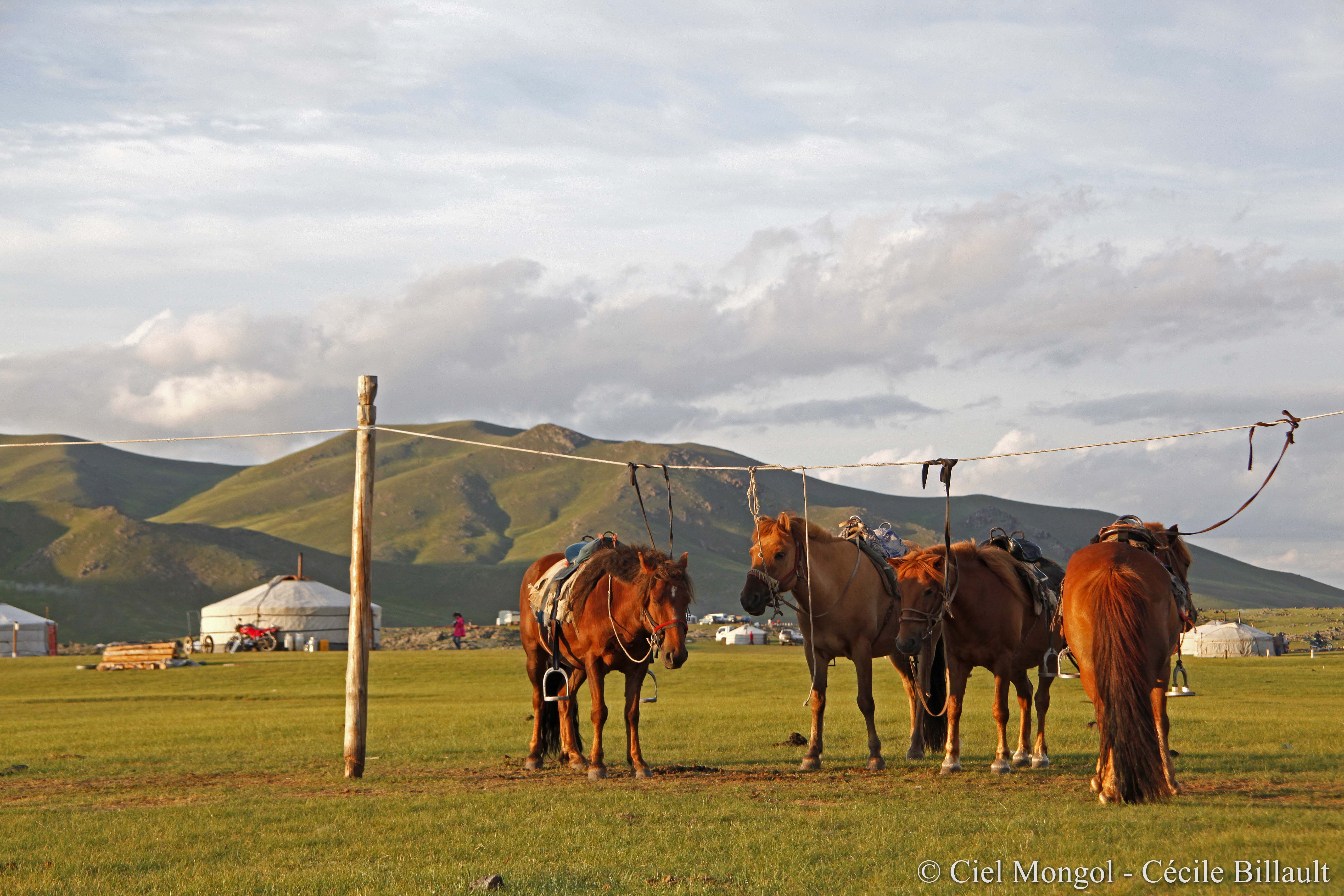 Orkhon cheval randonnée