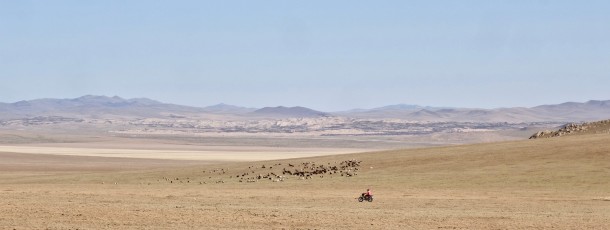 Potager et volontariat en Mongolie